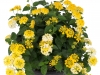 Lantana-Havana-Sunshine-2