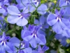 Lobelia-Hot-Aqua-2