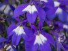 Lobelia-Hot-Blue-with-Eye-1