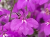 Lobelia-Hot-Electric-Purple