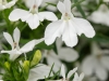 Lobelia-Hot-White-2