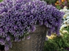 Lobularia-Deep-Lavender-Stream-1