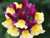 Nemesia-Escential-Raspberry-Lemonade