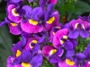 Nemesia-Escential-Sugarberry