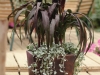 DichondraPurple Baron Millet Silver Falls Dichondra