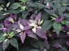 Ornamental-Pepper-Purple-Flash