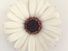 Osteospermum-Gelato-Almond