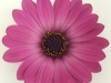 Osteospermum-Gelato-Candy-Pink