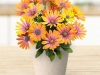 Osteospermum-Gelato-Passion