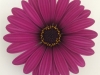 Osteospermum-Gelato-Pink-Prune