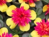 Portulaca-ColorBlast-Double-Guava