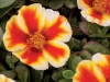 Portulaca-ColorBlast-Mango-Mojito-3