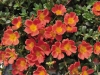 Portulaca-CupCake-Carrot-4