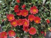 Portulaca-CupCake-Cherry-Baby-2