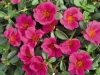 Portulaca-CupCake-Grape-Jelly-3