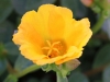 Portulaca-CupCake-Upright-Lemon-Zest-2