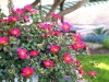 Portulaca-CupCake-Upright-Raspberry-1