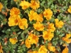 Portulaca-CupCake-Yellow-Chrome-1