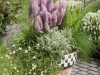 Ptilotus-Joey-Planter