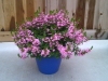 Scaevola-Pink-Cloud-1