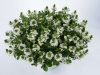 Scaevola-White-Touch