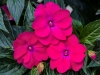 Sunpatiens-Compact-Rose-Glow-3