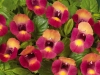 Torenia-Moon-Magenta