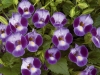 Torenia-Moon-Purple