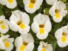 Torenia-Moon-White