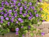 Torenia-Summer-Wave-Trailing-Large-Blue-2