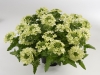 Verbena-Vanessa-Compact-Lime