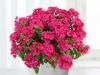 Verbena-Vanessa-Compact-Neon-Pink-2