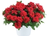 Verbena-Vanessa-Red