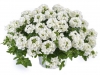 Verbena-Vannesa-White