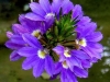 scaevola-brilliant-2