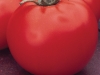 Tomato-Celebrity