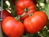 Tomato-Early-Girl-5