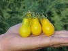 Tomato-Yellow-Pear