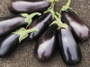 Eggplant-Classic