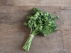 Parsley-Giant-of-Italy