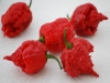 VF PEPPER CAROLINA REAPER