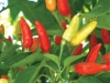 Tabasco Pepper