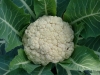 cauliflower-snow-crown