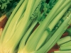 celery-giant-pascal