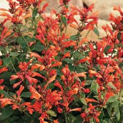 Agastache Acapulco