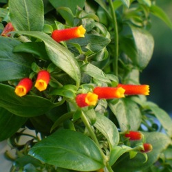 candy corn plant