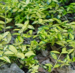 Vinca Minor Vines