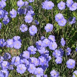 Blue Flax Plant