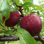 mount royal plum trees ymker greenhouse and landscaping mount royal plum trees ymker greenhouse and landscaping