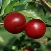 plum toka ymker greenhouse and landscaping plum toka ymker greenhouse and landscaping